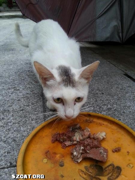 申请8月景田瑞鹏两只母猫绝育手术(已经上传剪