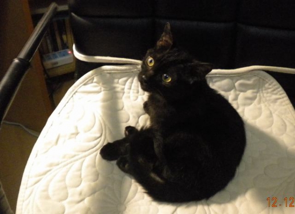 梅姐在弘法寺救助的性格非常好的可爱小黑猫有