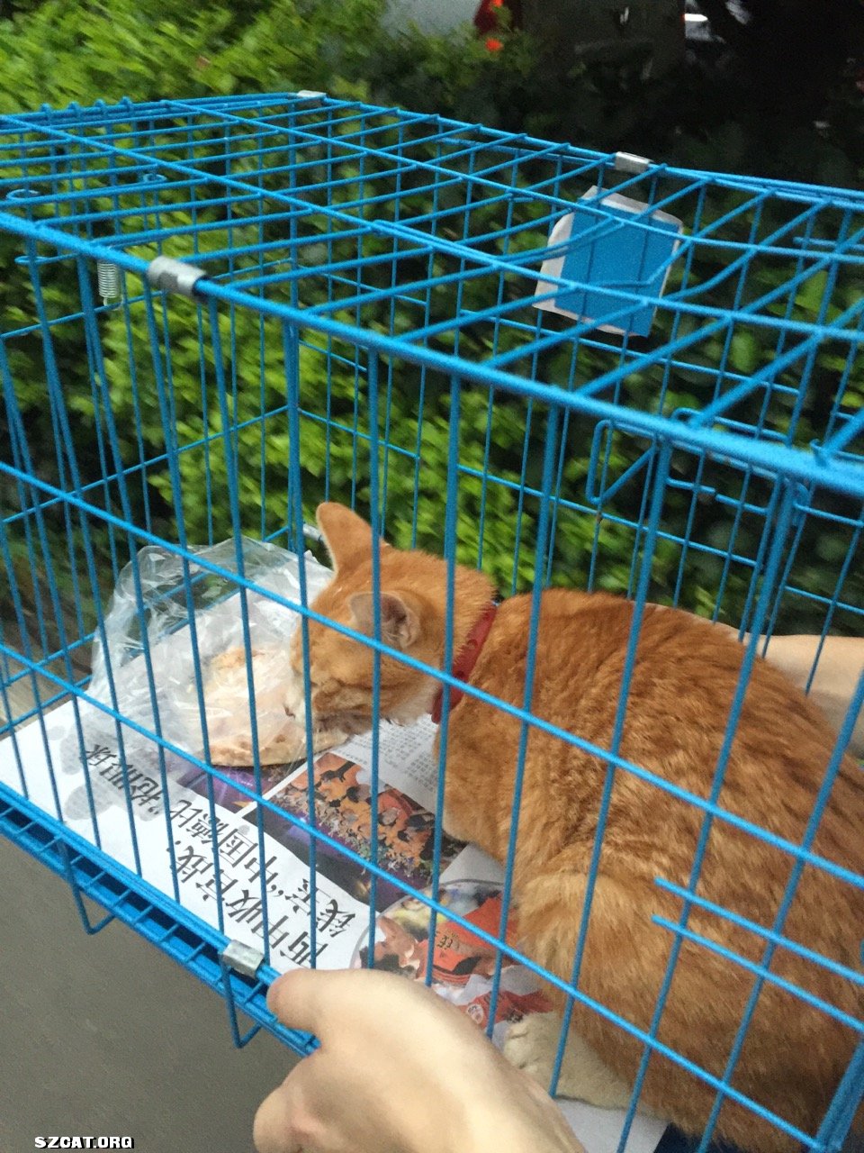 猫咪救助视频全过程 17135676eiped27ij2vji2.jpg