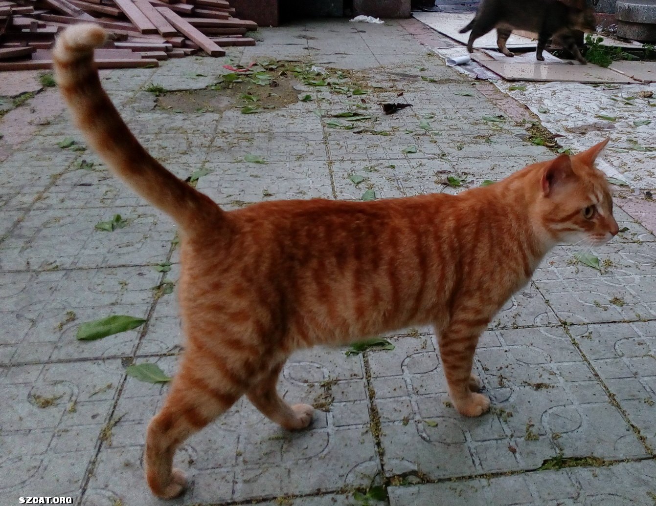 2个月小猫能体外驱虫吗-怎样让猫比赛|蓝猫几