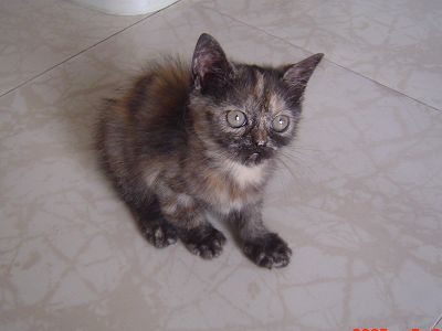 玳瑁猫 