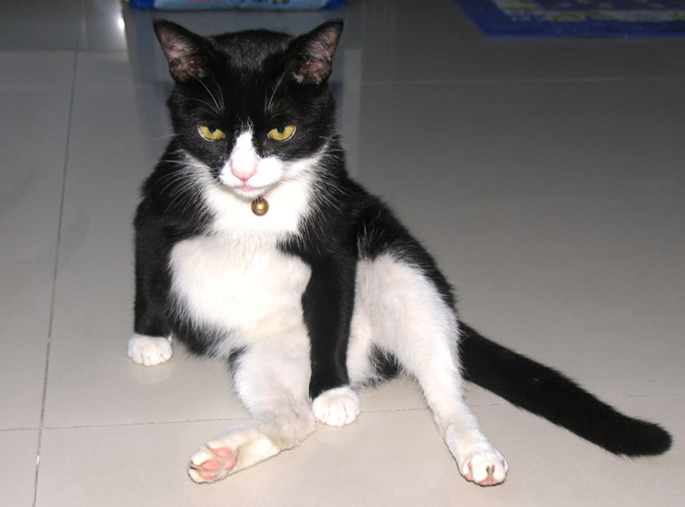 三星A5手机壳绅士猫