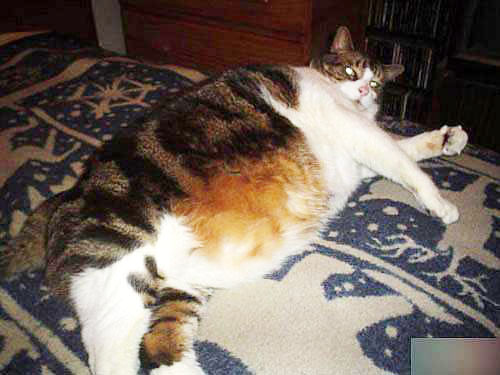 20070921_5ef01b6c201f6044424dzC7Zm46FrO7g.jpg