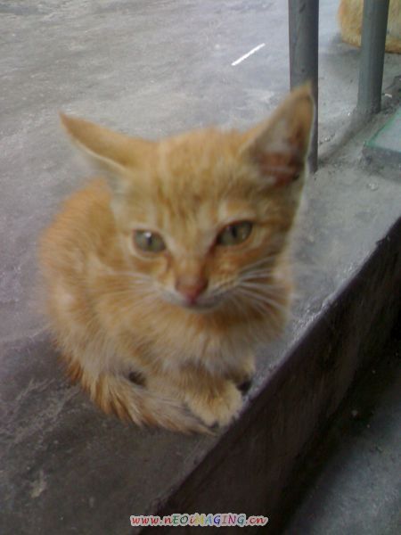 中国流浪猫领养 20080429_9619b475df68e22b144fy6tfthza9y8s.jpg