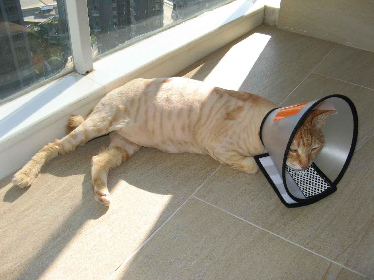 射高跟靴,女神陈丽磁力链接,钳工工艺品图片,欲