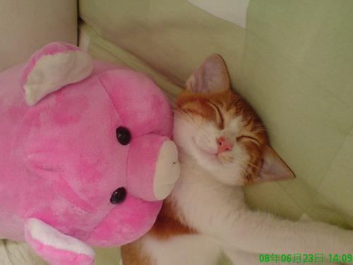 猪猪说:醒醒吧