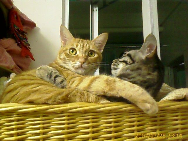 20080730_e5624f2e66b71f8f0c45870uizebopud.jpg
