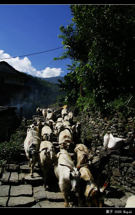 从山上下来的羊群，几天后它们将在宰牲节上成为祭品