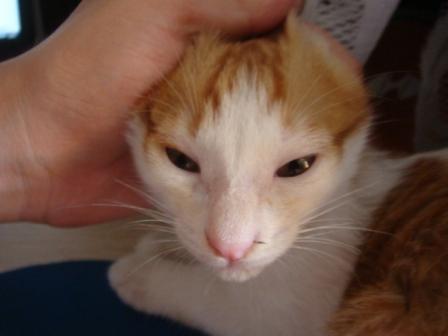 怎么给猫打疫苗啊 20081014_a4c95ddaceeebd450a2eP7I1FcHUurHN.jpg