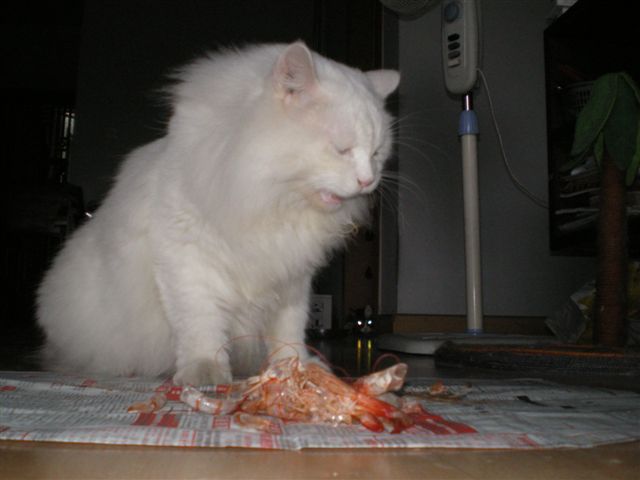 20081025_c4cb311aec2ad18a44f6rtns4bmEGEWV.jpg