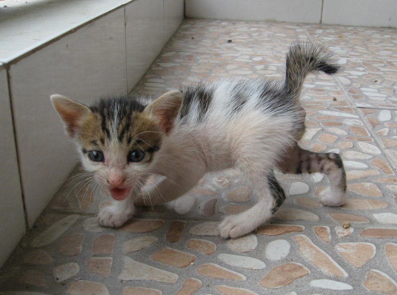 以前玩过一种小霸王游戏,是兔子吃萝卜的!捡到