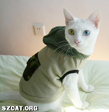 全新可爱猫咪衣服限时亏本转啦!(有图)