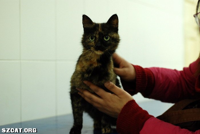 中国流浪猫领养 20090116_6b65e7a11b83b258f07acx3gravtv0au.jpg