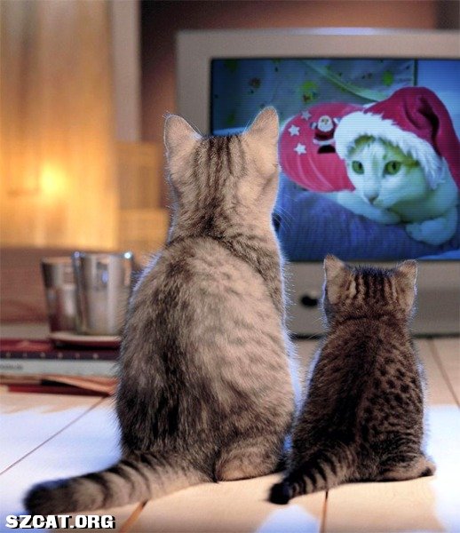 猫自己在家会不会想主人 20090313_e7c6dfc0ea58cacb199fVtLgvVIz5oVj.jpg