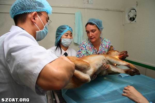 收入证明_动物福利与农民收入(3)