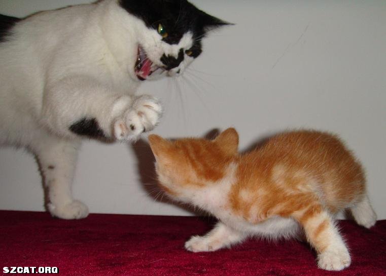 ▲美短花纹(黄色)DD找新家(P4新加生活搞笑视