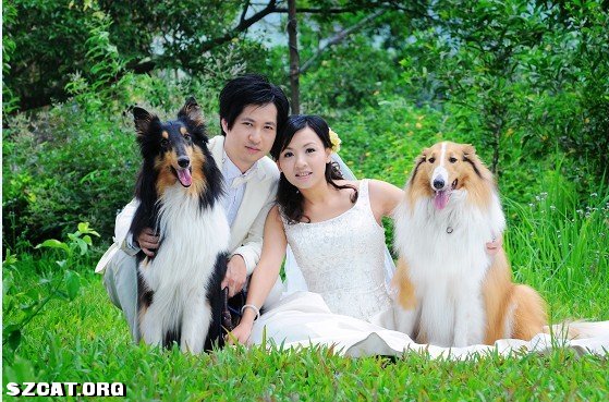 婚纱照和狗狗_狗狗和人的图片