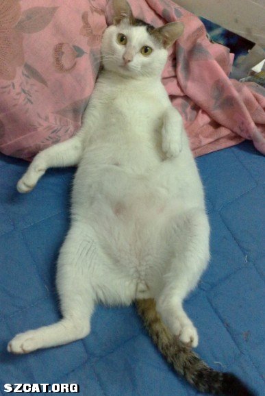 怎么测试猫的智力 09091814182d5948e6cced8758.jpg
