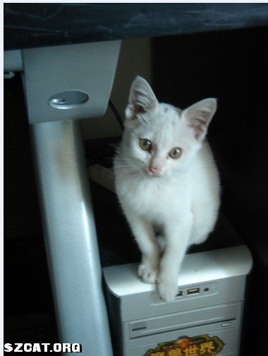 求高手解梦,梦见一只十分可爱的黑猫 求高手解梦,梦见一只十分可爱的黑猫