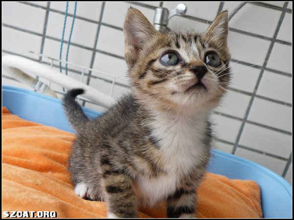 ▲1.5个月白手套白袜子牙牙<em>妹找</em>家,3p新增侧面