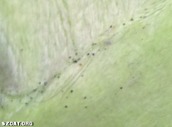 幼猫如何确认耳螨或跳蚤? 猫窝发现了些赃物-