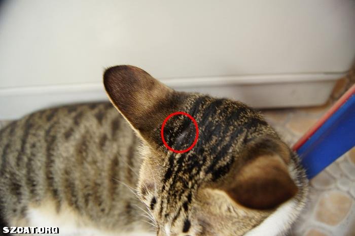 请问这是猫癣吗?明显是掉毛了!要涂什么药比较