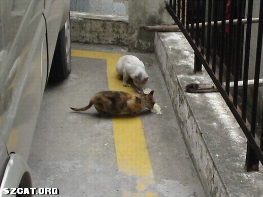 申请南山康德宠物医院流浪公猫绝育指标1个N