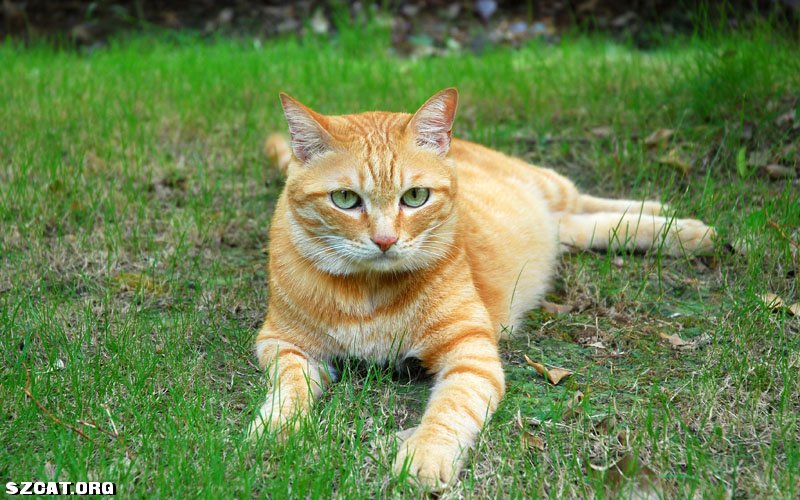 cat02.jpg cat02.jpg