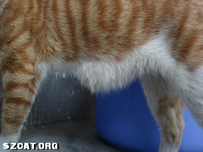 突然发现小猫肚子皮下有积水!--是油还是疝气呢