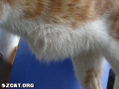 突然发现小猫肚子皮下有积水!--是油还是疝气呢