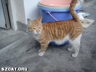 突然发现小猫肚子皮下有积水!--是油还是疝气呢