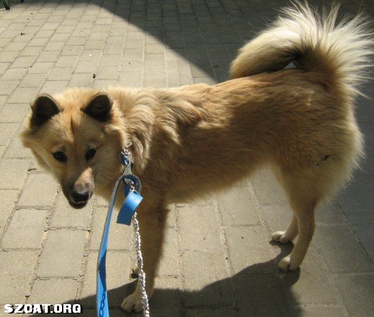 狗为啥会被锁原理 101101200305888dc1695fc601.jpg