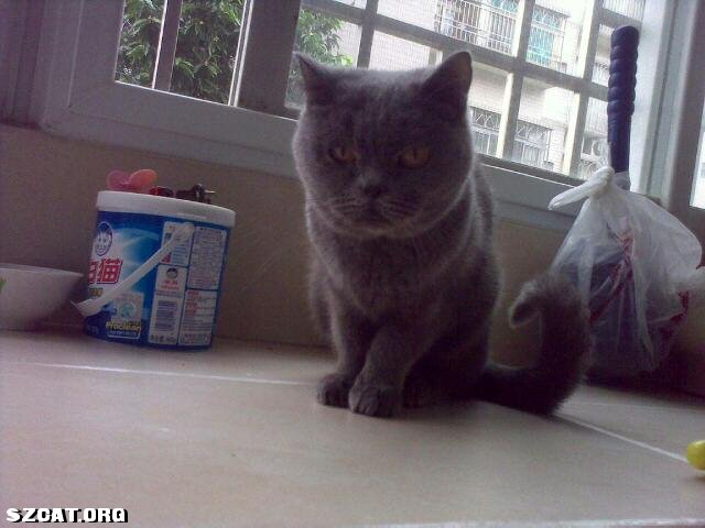 中国流浪猫领养 101116150659114a49e4fb2350.jpg