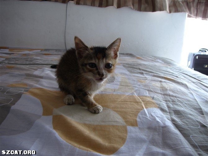 中国流浪猫领养 101215200066d3eb06eefbf5a5.jpg
