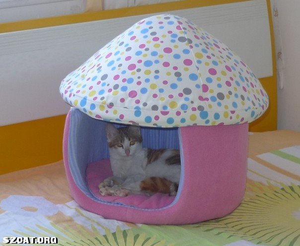 猫丢了 <em>555 妹</em>妹你在哪儿啊 (一楼新加妹妹全身