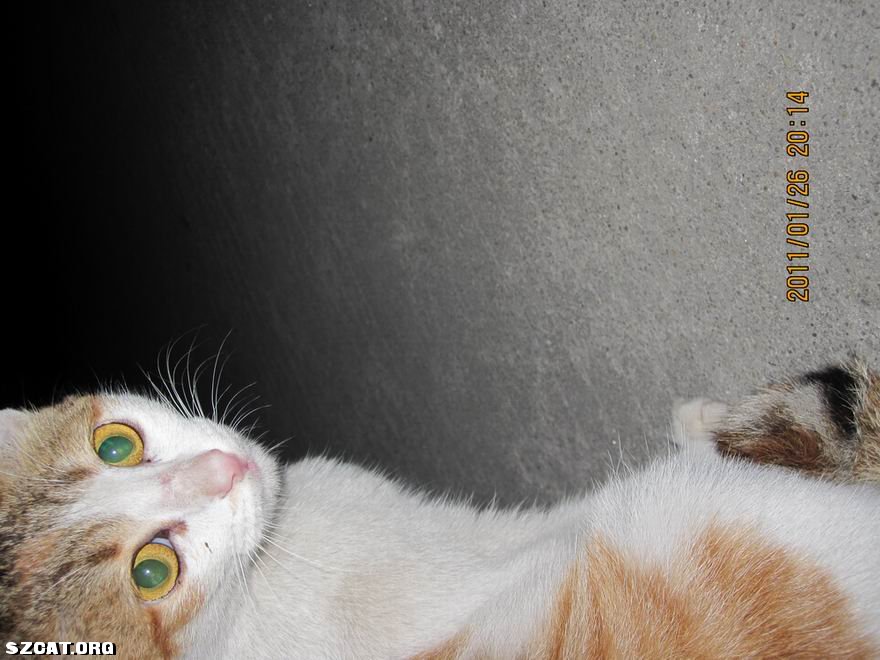 猫丢了 <em>555 妹</em>妹你在哪儿啊 (一楼新加妹妹全身