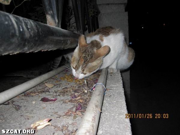 猫丢了 <em>555 妹</em>妹你在哪儿啊 (一楼新加妹妹全身