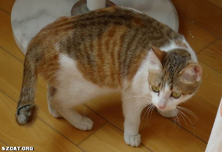 猫丢了 <em>555 妹</em>妹你在哪儿啊 (一楼新加妹妹全身