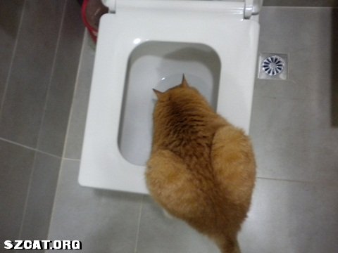 花要叶扶_扶朗花_老人摔倒扶不扶