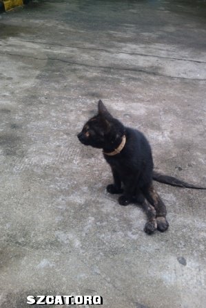 开喜-脊柱发育不好压迫后退神经无法直立行走