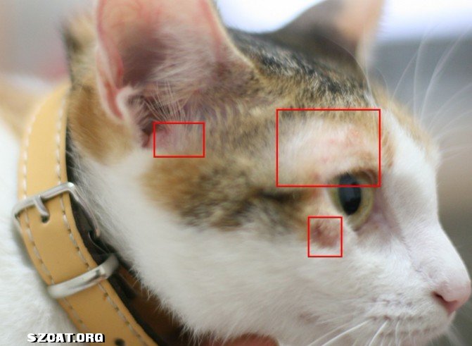 求助!猫的耳朵部分长了红疙瘩,是不是猫藓?-一