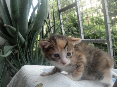 十月一号出生的三胞胎幸运儿,上台历的小明星