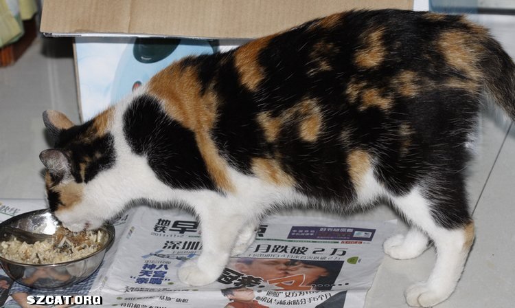 捡到一只流浪猫,求鉴定是否已怀孕-流浪猫领养