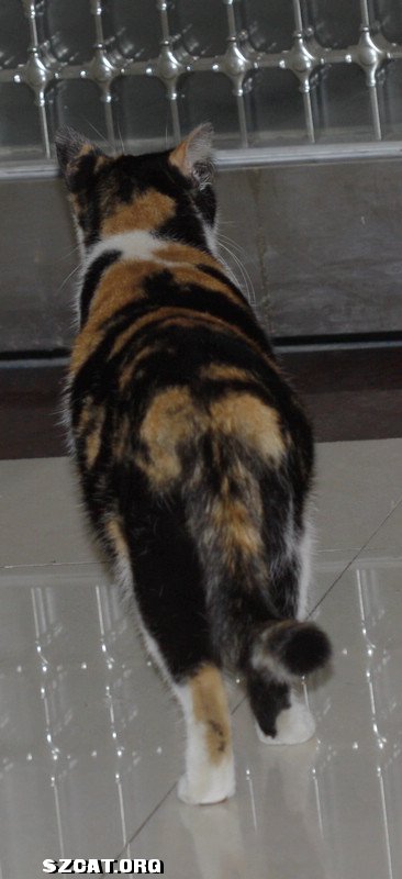 捡到一只流浪猫,求鉴定是否已怀孕-流浪猫领养