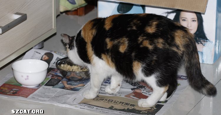 捡到一只流浪猫,求鉴定是否已怀孕-流浪猫领养