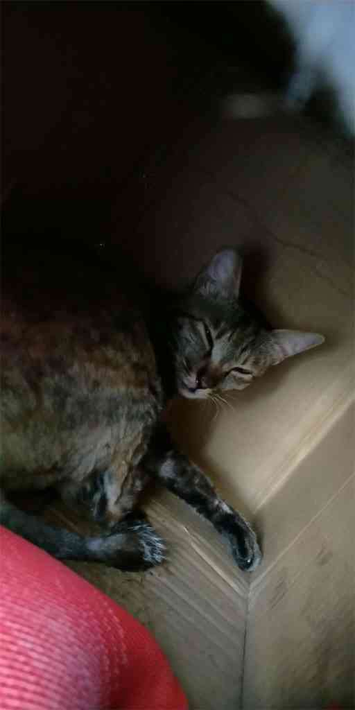 垃圾桶纸箱发现一只剪了耳朵的猫,身上有两厘米的刀口,鼻子都是血