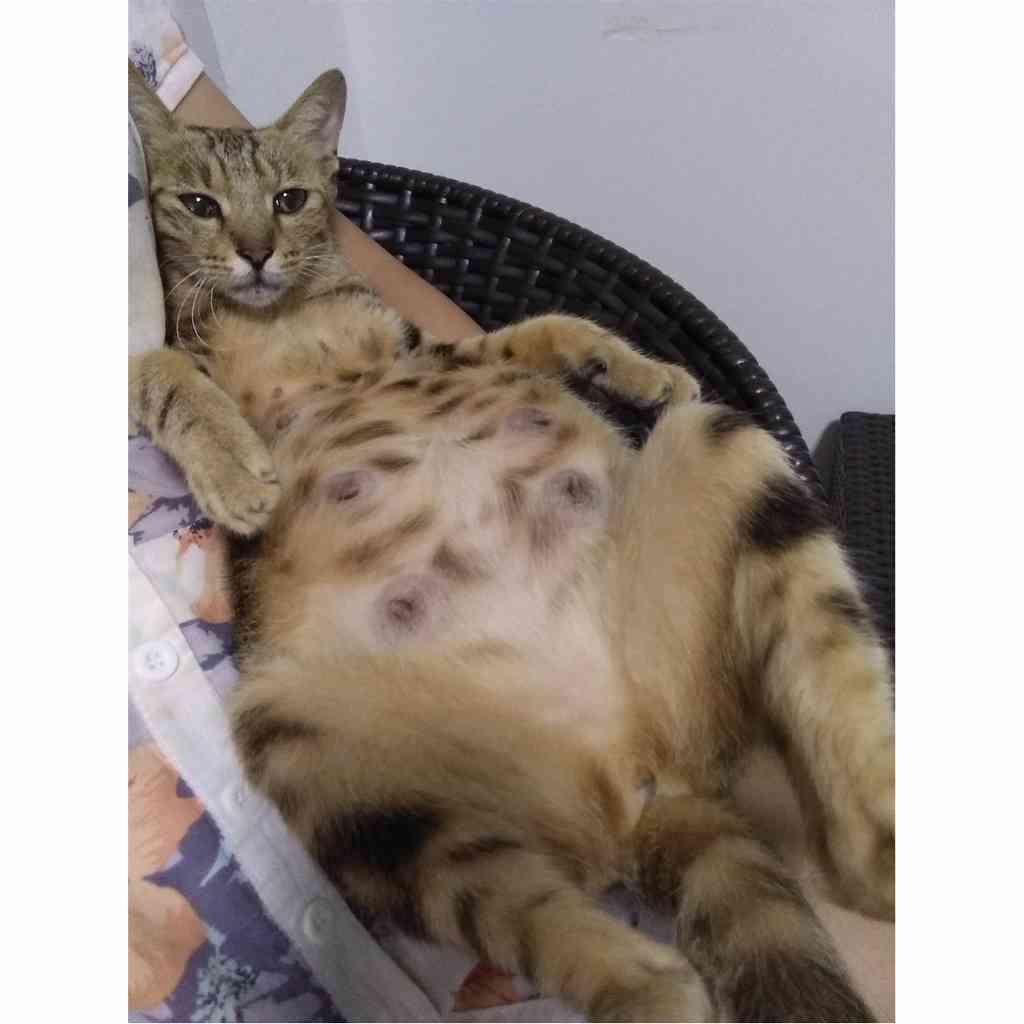中华田园虎斑猫(黄黑色)