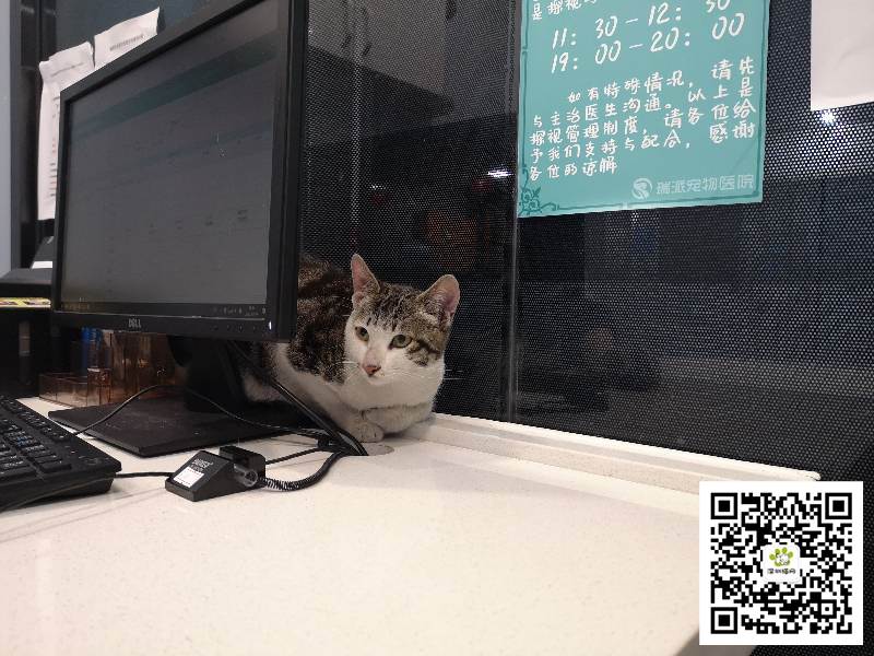 分院体检时发现猫猫口腔有些炎症,检查发现它的杯状病毒pcr检查是阳性