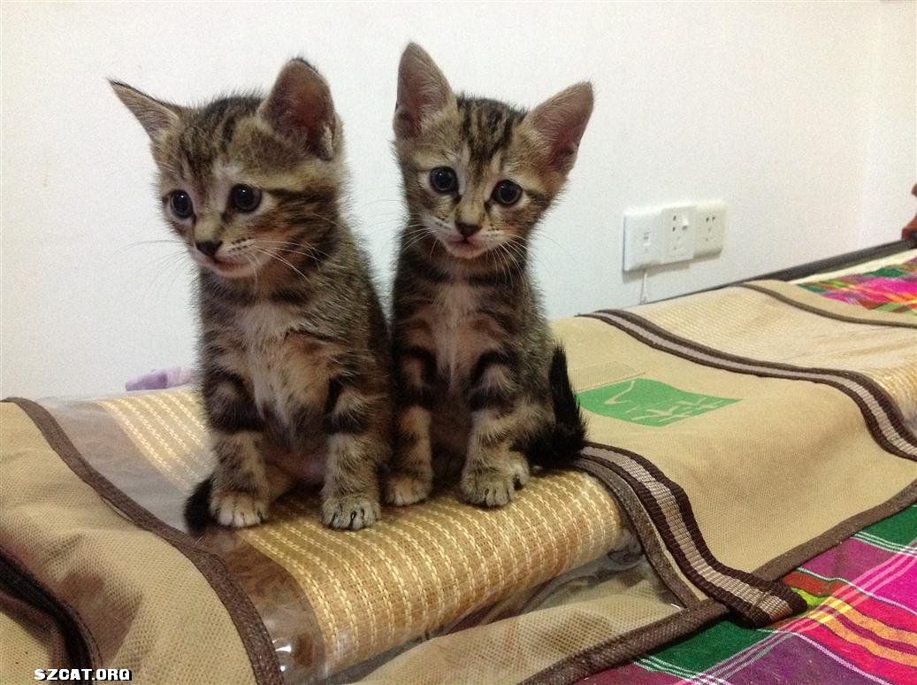 一双五周小萌猫寻领养-流浪猫领养中心-深圳猫(szcat) - powered by