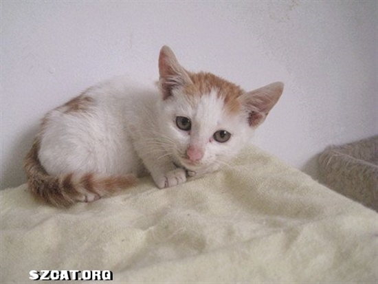 白底黄花小美妞一枚,两个月大,求领养